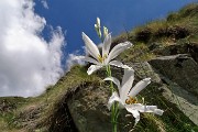 Pizzo Pradella (2626 m) con tanti bei fiori, salito da Valgoglio il 9 luglio 2016 - FOTOGALLERY